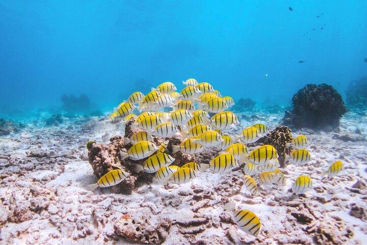 Similan Islands Tour med Speed Catamaran med snorkling og måltider