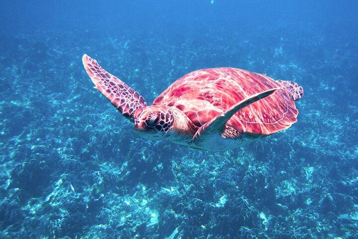 Similan Islands Tour med Speed Catamaran med snorkling og måltider