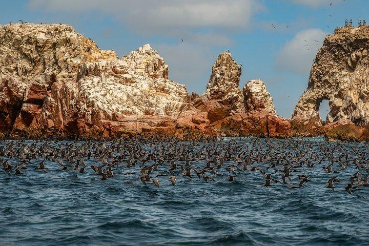 Paracas National Reserve: Privat kysttur fra Pisco 3 timer