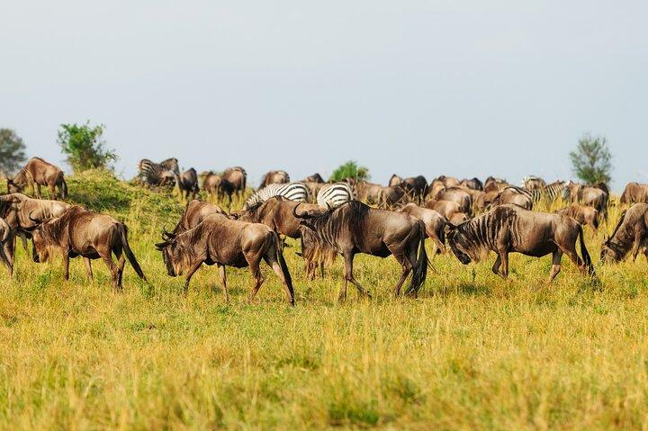 10 - Dag Epic Tanzania Migration Safari - River Crossing