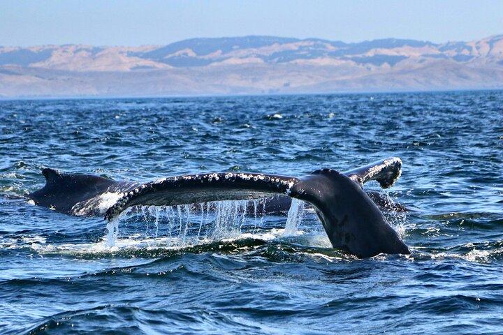 Aventura de observação de baleias em Morro Bay