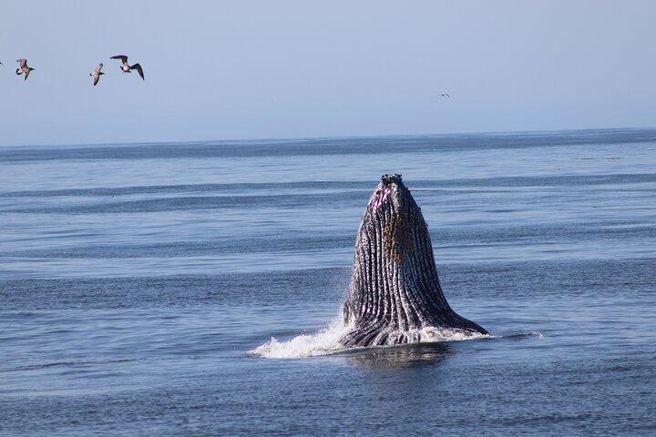 Aventura de observação de baleias em Morro Bay