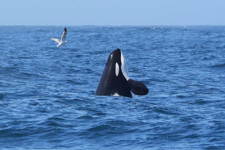 Aventura de observação de baleias em Morro Bay