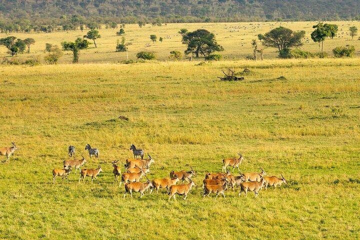 5 - Dag Jambo Tanzania Safari – luksus tur