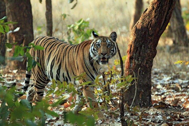 Ranthambore Tiger Safari Excursion d'une journée au départ de Jaipur