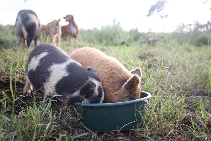 Baby Goat Coccole a Ohana Ranch (Big Island)