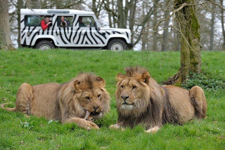 Private Full Day Tour to Longleat Safari Park and Historic Bath