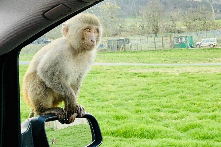 Private Full Day Tour to Longleat Safari Park and Historic Bath