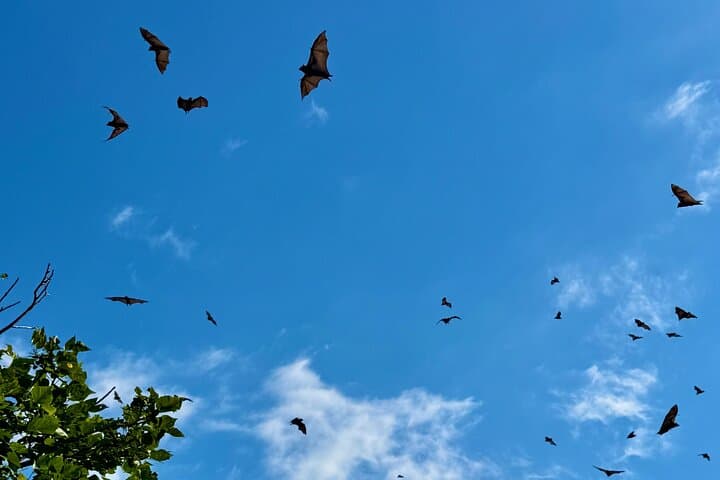 Flying Fox Experience, Thousands of Australia's Largest Bat