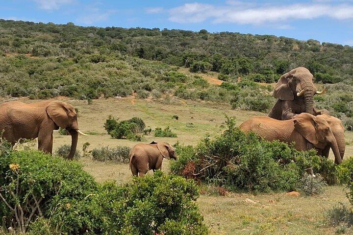 Addo Elephant National Park Heldagstur på safari