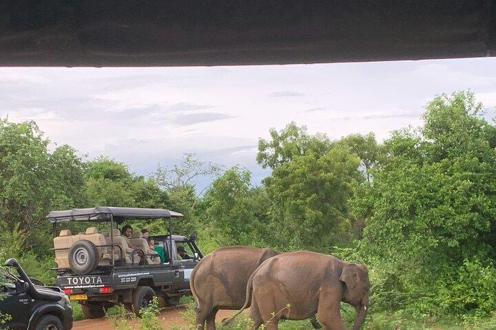 Udawalawa Nationalpark Safari Ahungalla, Kosgoda, Bentota, Beruwala