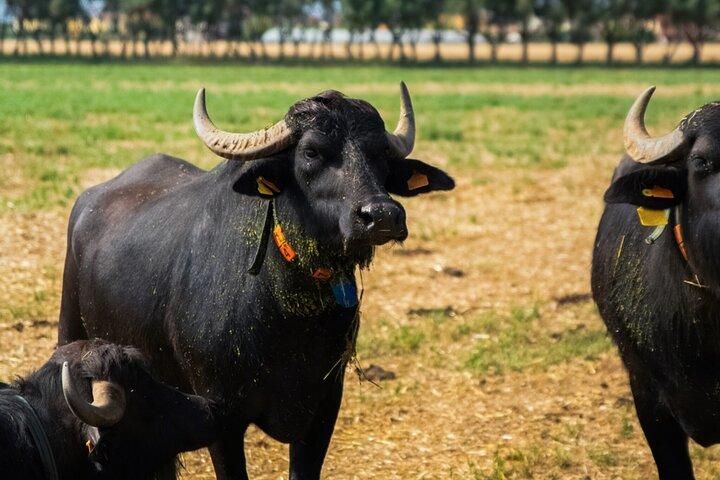 Privétour naar Buffalo Farm en Paestum-tempels met Gids