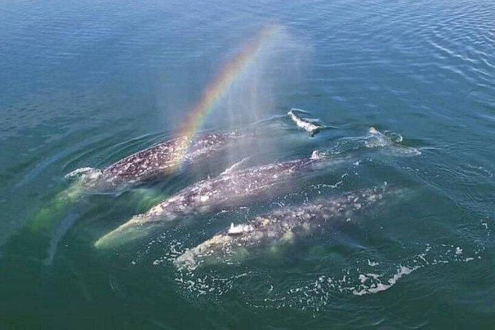 Private Cabo San Lucas Whale Watching Tour med hydrofoner
