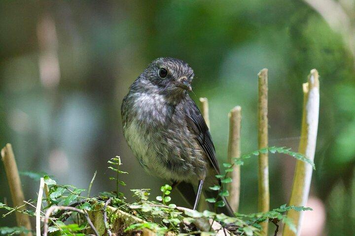 Waitomo GlowWorm Cave & Sanctuary Mountain Antiker Spaziergang