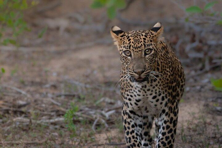 Yala National Park Safari Tours - Meio dia e dia inteiro