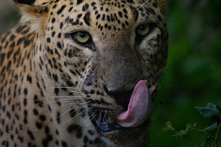 Yala National Park Safari Tours - Meio dia e dia inteiro