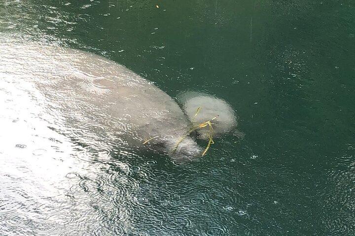 Kings Bay Wildlife Eco Tours (Manatee Season!)