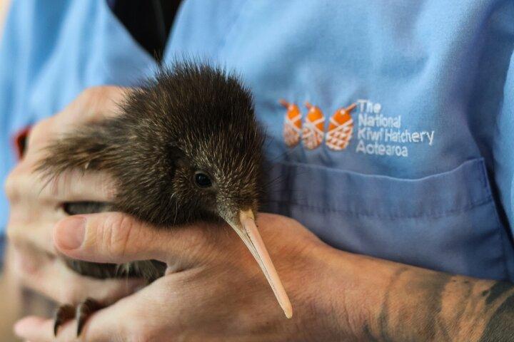 Écloserie nationale de kiwis - Kiwi Encounter Visite guidée