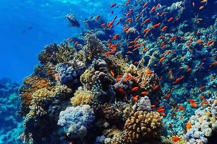 Buceo de día completo para principiantes en Hurghada