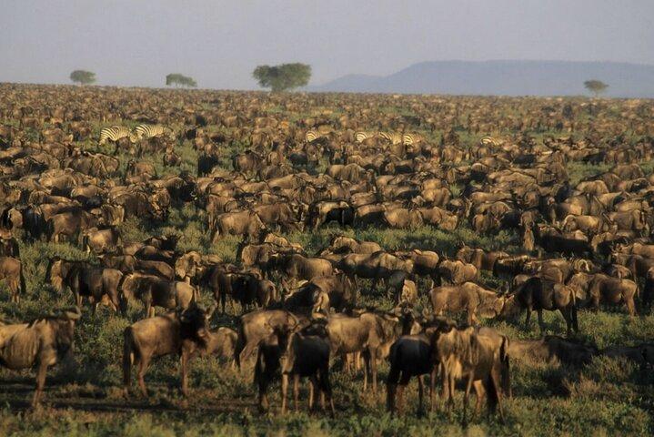 Serengeti Safari eventyr til at være vidne til den store migration