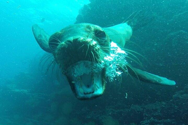 5 dages Galapagos Island eventyrland og snorkling ture