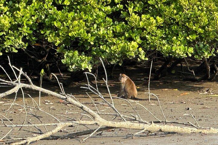 Kuching Mangrove Wildlife and Fireflies (Tour Privado)