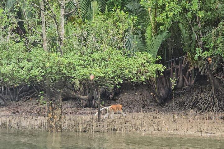 Kuching Mangrove Wildlife and Fireflies (Tour Privado)