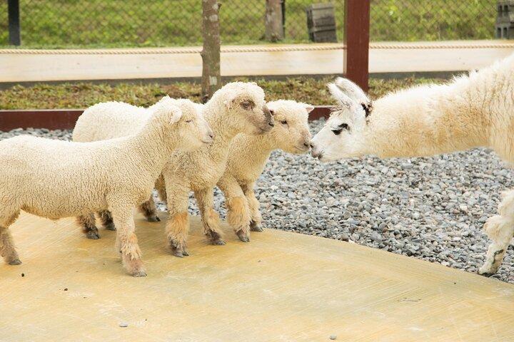 宜蘭日帰りツアー ホエールウォッチングクルーズと動物農場