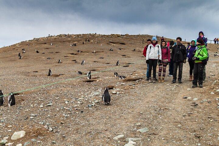 Punta Arenas Private Shore Tour : Magdalena Island Adventure