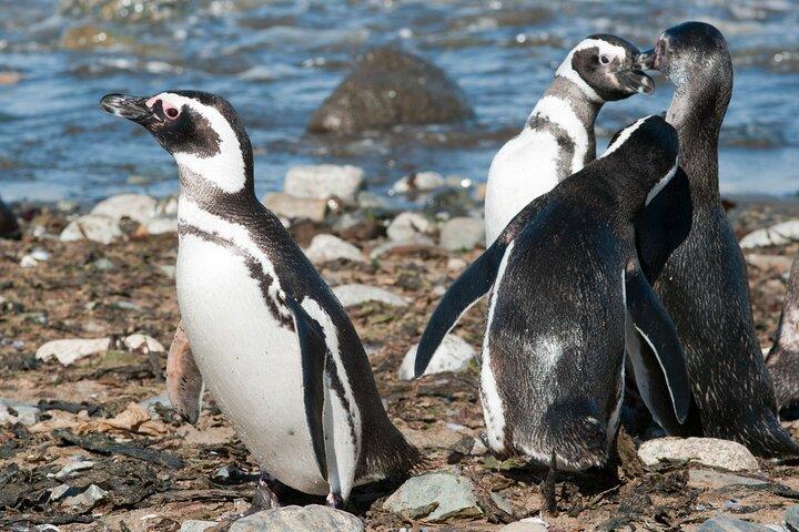 Punta Arenas Private Shore Tour : Magdalena Island Adventure