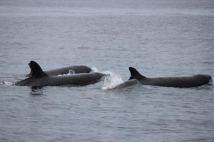 Isola di Terceira | Private : Whale & Dolphin Watching