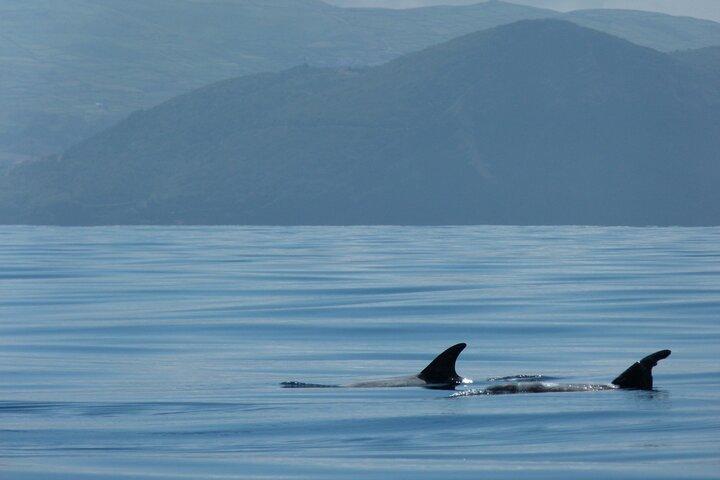 Isola di Terceira | Private : Whale & Dolphin Watching