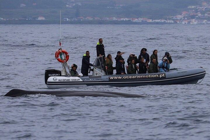 Isla Terceira : Avistamiento de ballenas + Natación con delfines