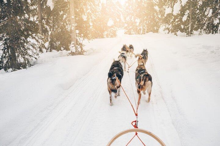 Husky Dog Sledding Tour fra Riga