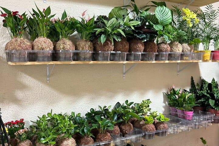 Japanese Kokedama Class in Milan’s Navigli District
