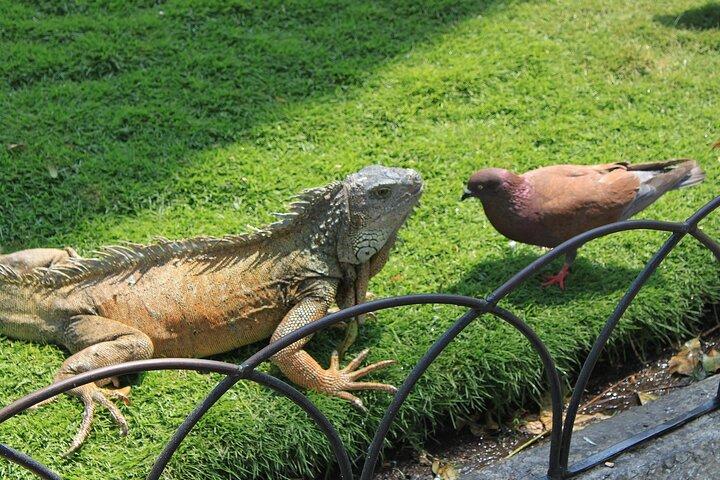 Guayaquil: Parque Iguanas, Malecón, Las Peñas, Parque Histórico