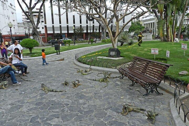 Guayaquil: Parque Iguanas, Malecón, Las Peñas, Parque Histórico