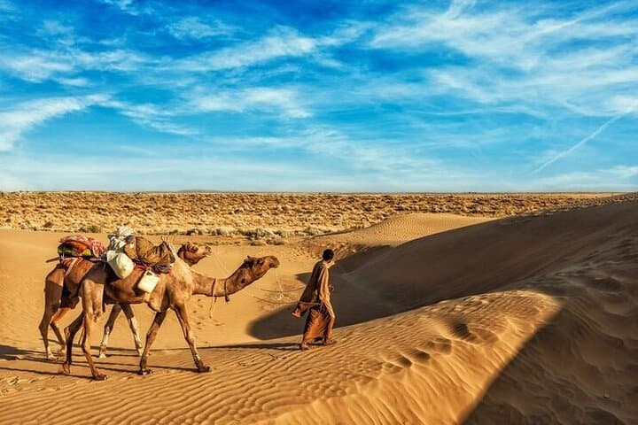Vip Sunset Evening Safari Dubai: Camel Ride, Shows & BBQ Dinner