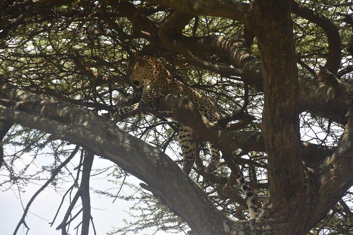 Twee dagen vol avontuur Ngorongoro en Materuni Culturele Onderdompeling