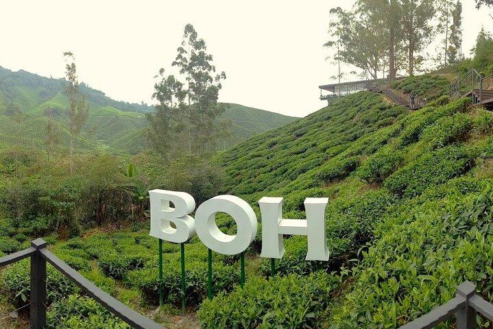 Dagtrip Cameron Highland vanuit Kuala lumpur