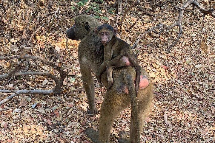 モシ・オア・トゥーニャ国立公園のサイゲームドライブ