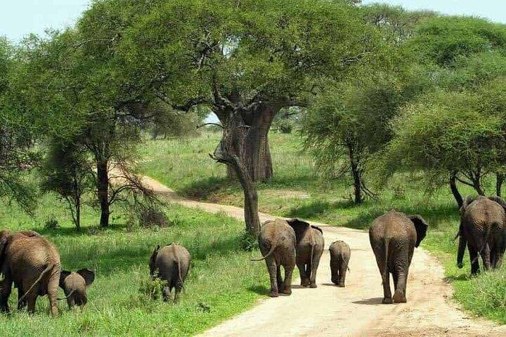 1 Tag Safari Tour zum Mikumi Nationalpark von Sansibar