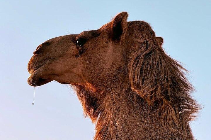 All-Inclusive Luxo Private Sahara Desert Camp com passeio de camelo