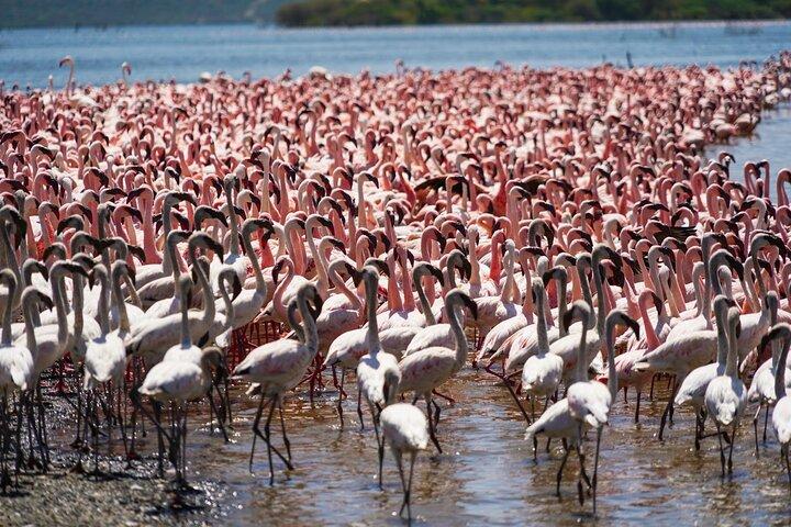 Safari Naivasha Nakuru Baringo Bogotá - 2 Días en el Valle del Rift