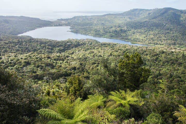 Auckland West Coast Half-Day Private Tour