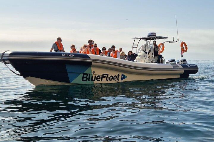 Benagil and Dolphin Watching Boat Tour with Marine Biologists