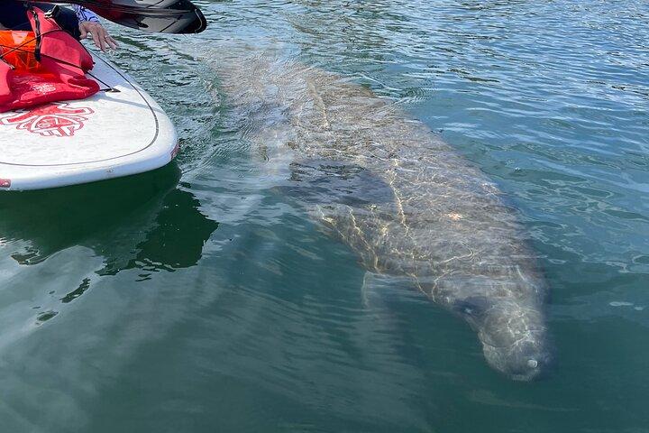 Crystal River Paddle Board Rental | 4 Hour | See The Manatees!