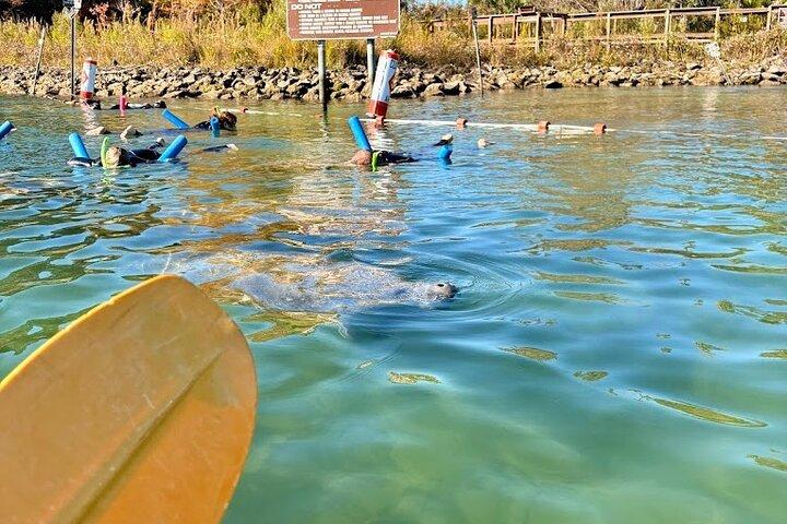 Crystal River Tandem Kayak Verhuur | 4 uur | Zie de Manatees!