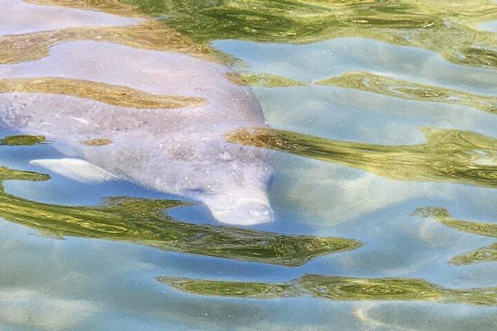 Eco Manatee och Wildlife Boat Tour