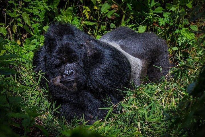 11 - Dia do Orgulho de Uganda Wildlife Safari